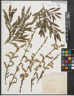 Foto von Salix purpurea L.